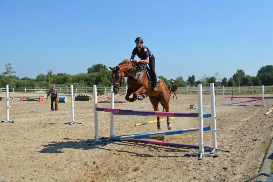 Dansk Varmblod Askemosens Marsia - 2. Selvom hun er dressur-hest, så kommer hun stadig fint over 110! Stjerne <3 billede 2