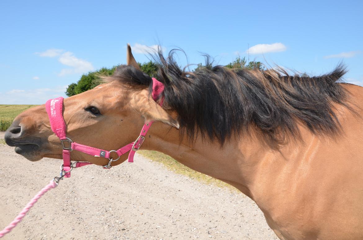 Anden særlig race Tequiro Sunset | Tio | <3 - Ryste, ryste :-D billede 1