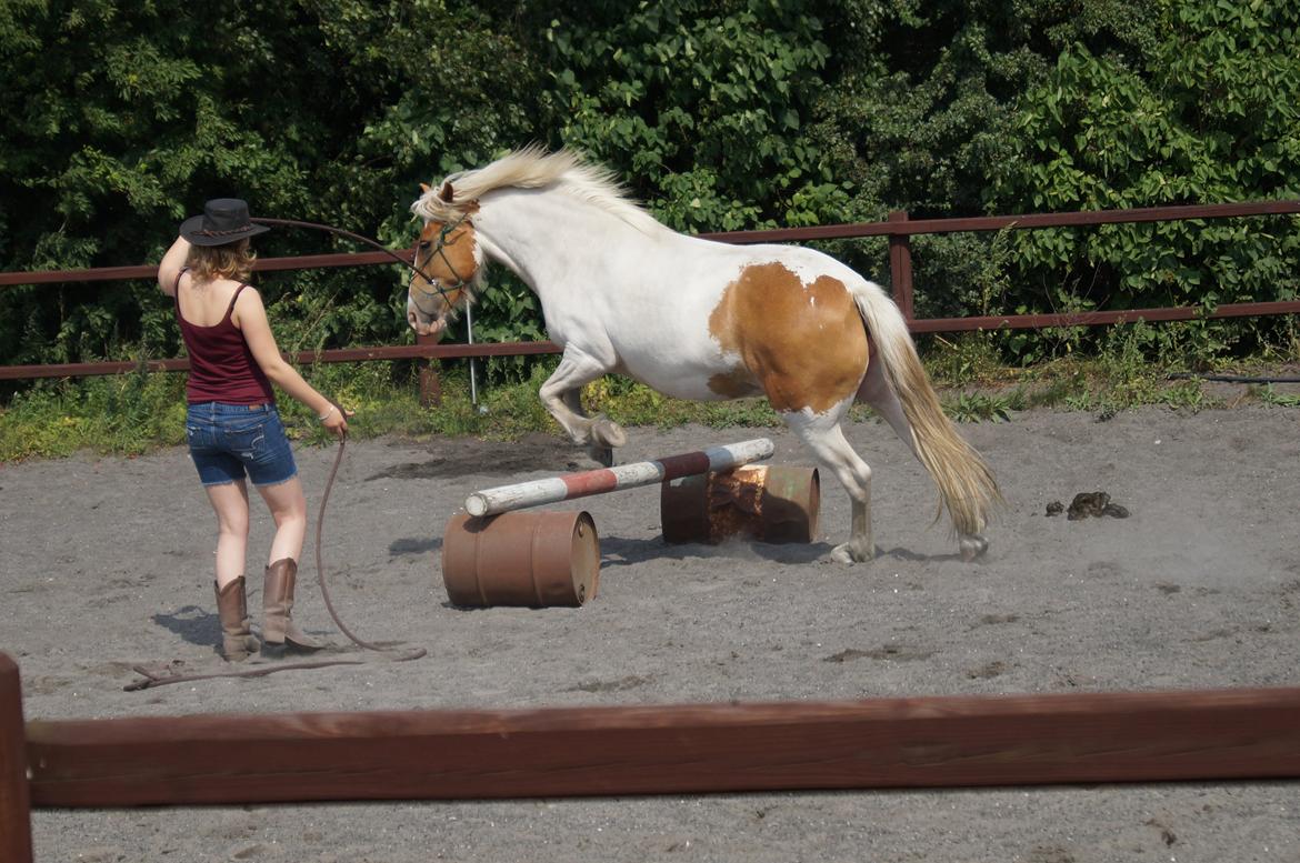 Pinto Lavida - første gang jeg bad hende og at springe:) billede 2