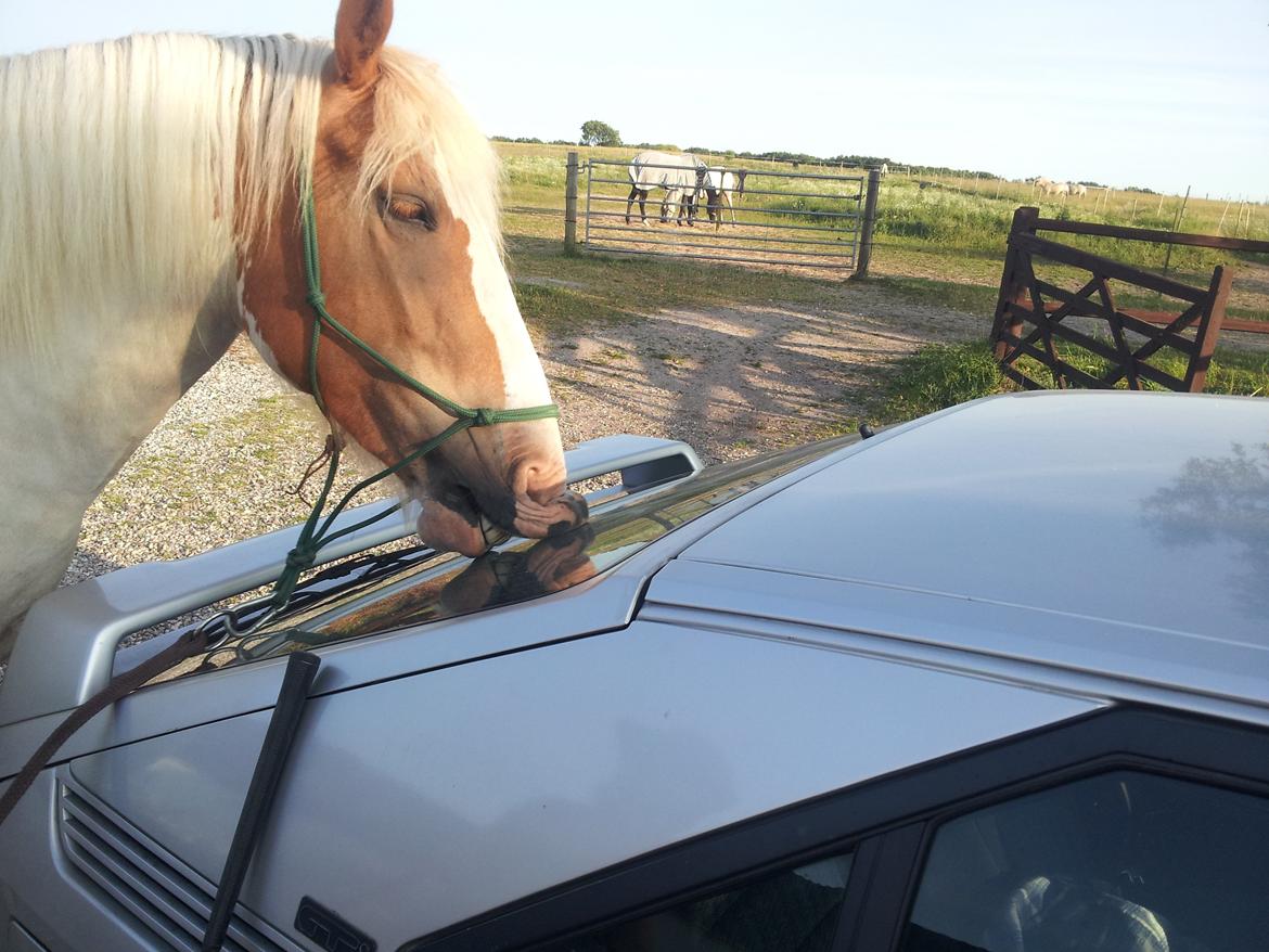 Pinto Lavida - martins bil er meeget intrasserende billede 4