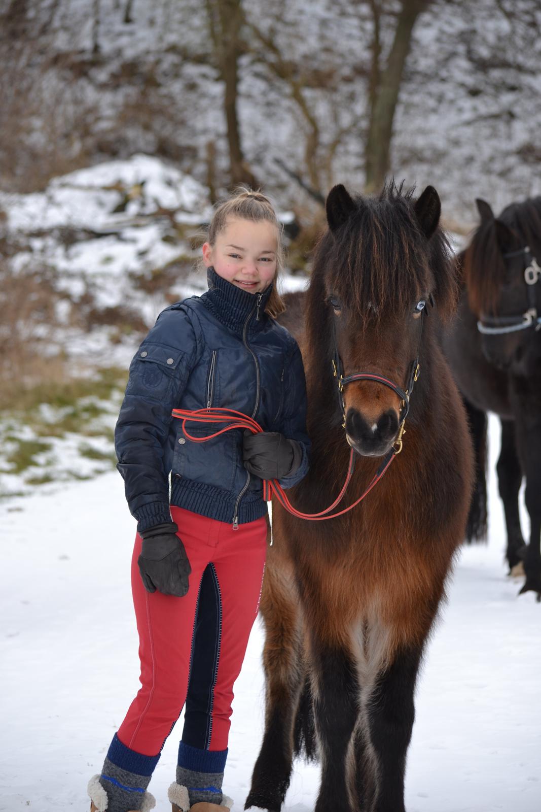 Islænder Stjarna fra Pilhøj billede 20