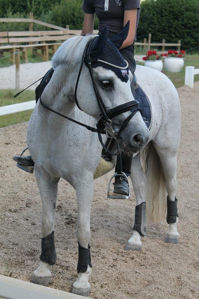 Anden særlig race Hovmarkens Lollipop R.I.P 11.12.13 - Sommerskole 2013 billede 19