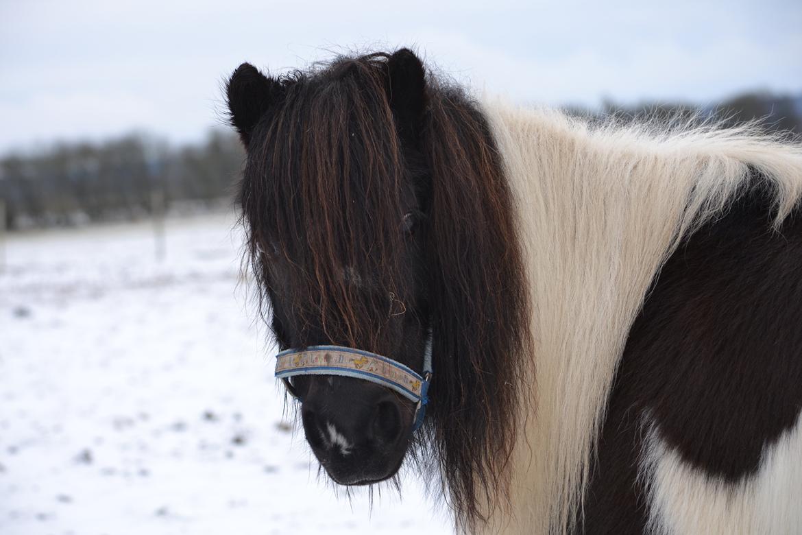 Shetlænder Micki *UDLÅNT* - Micki i vintertøj:) billede 2