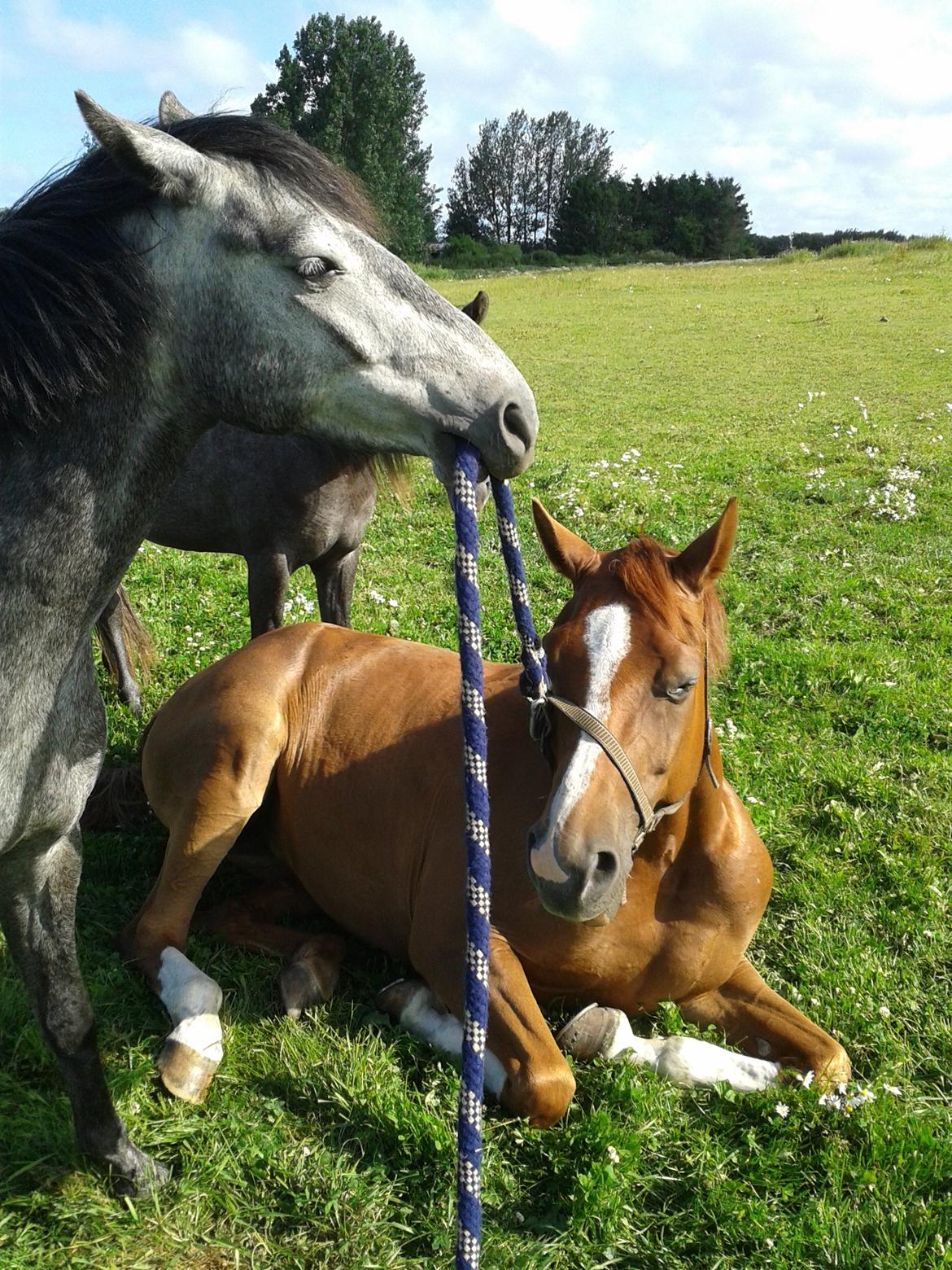 Welsh Partbred (Sec F) Slæggerups E.C. Jet - Bob er ikke tilfreds med, at Windy bare ligger der og dovner ;) billede 17