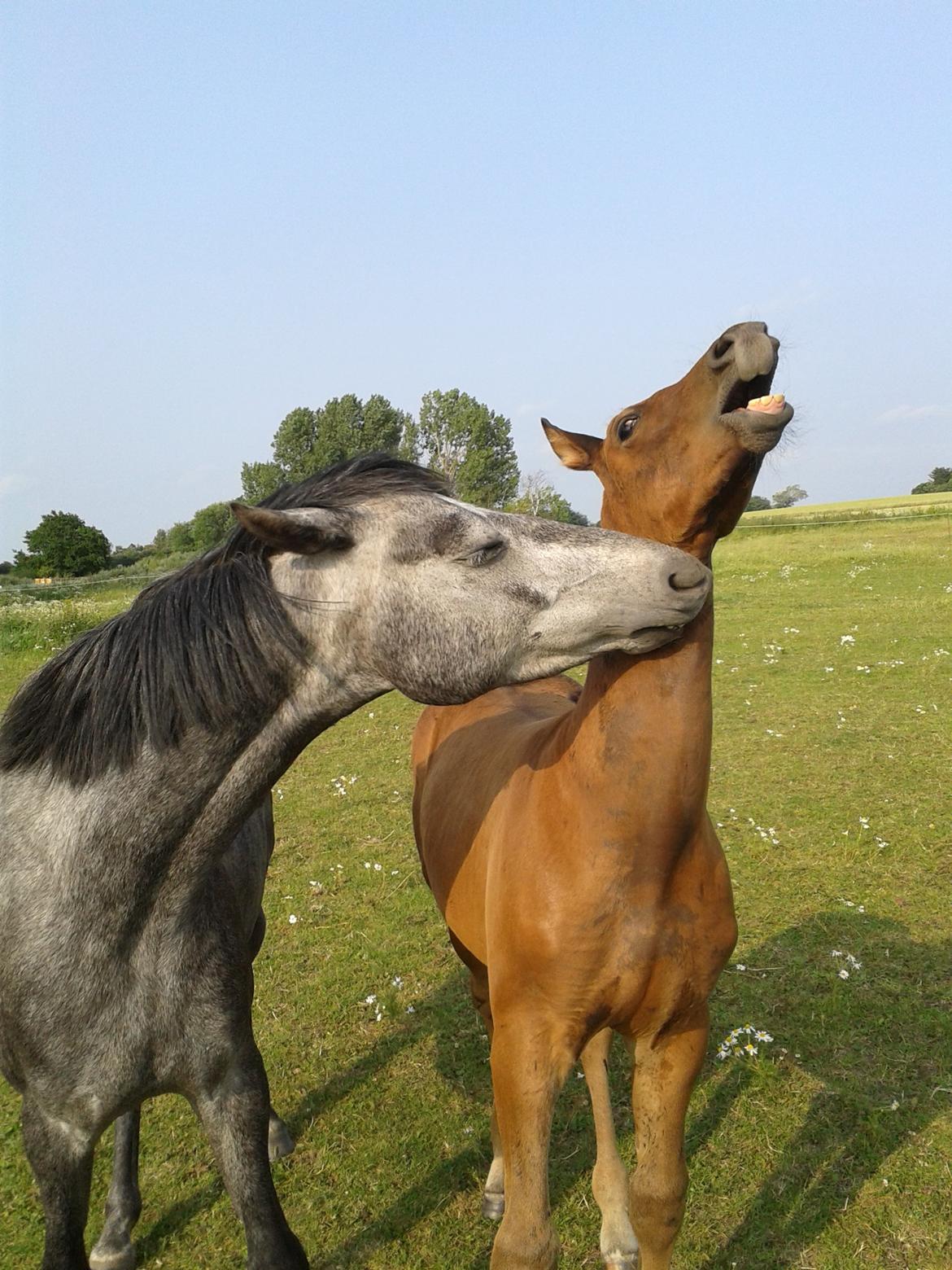 Welsh Partbred (Sec F) Slæggerups E.C. Jet - Bob og Pølle :)
 billede 18