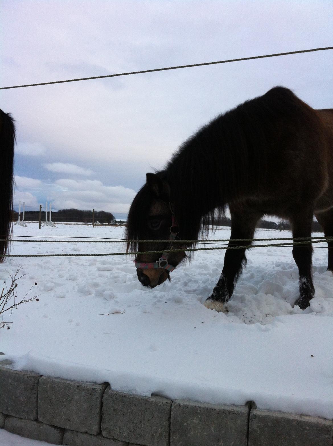 Welsh Pony (sec B) Herakles billede 3