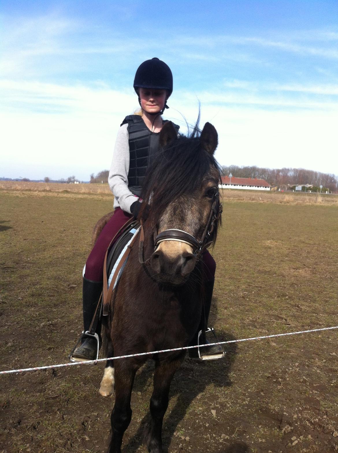 Welsh Pony (sec B) Herakles billede 5