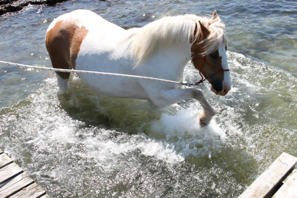 Pinto Lavida billede 6