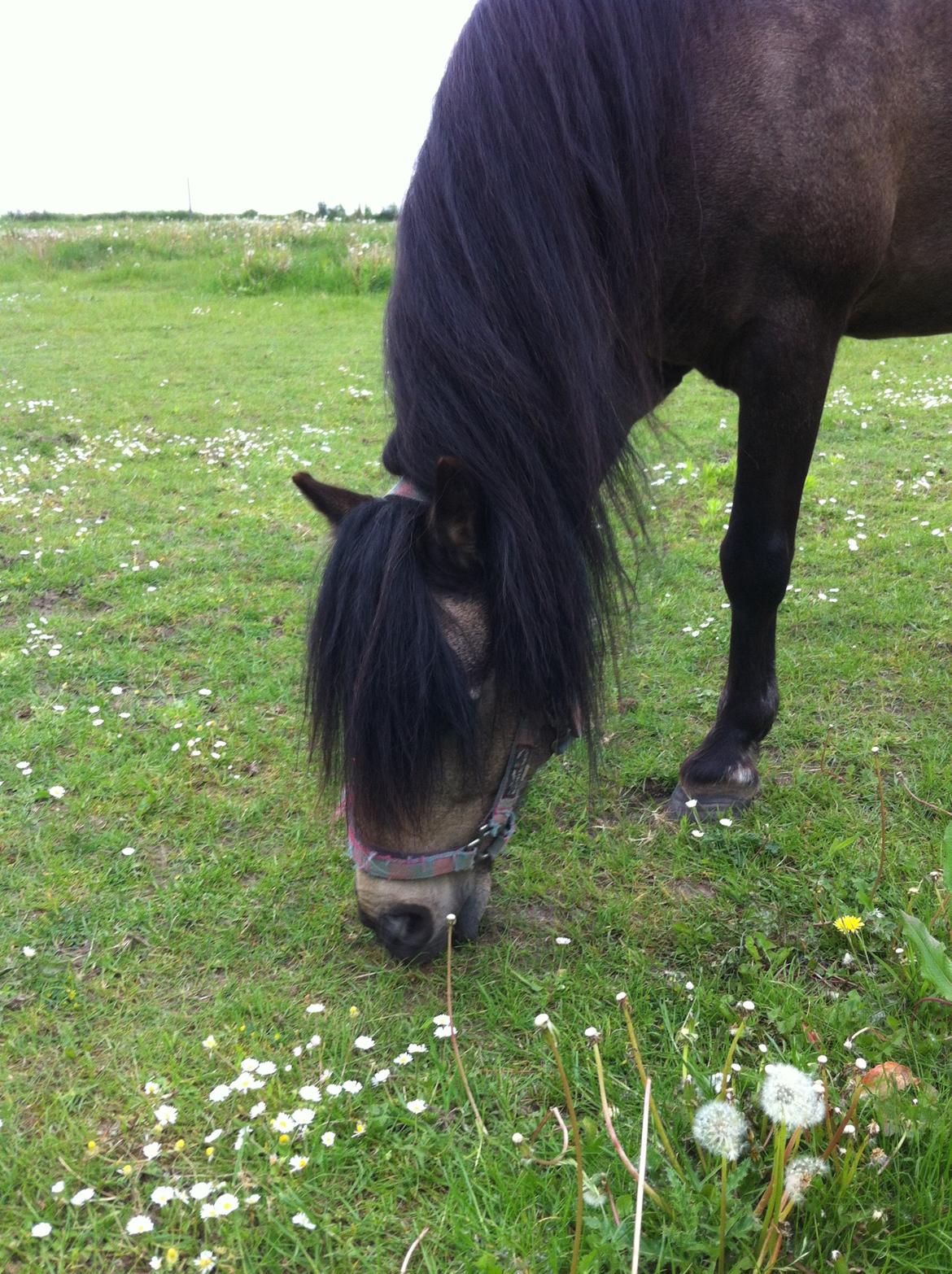 Welsh Pony (sec B) Herakles billede 8