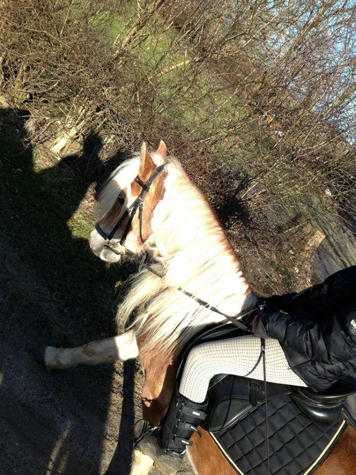 Haflinger Wonder Brohus <3 - Goodbye my lover, goodbye my friend <3 billede 4