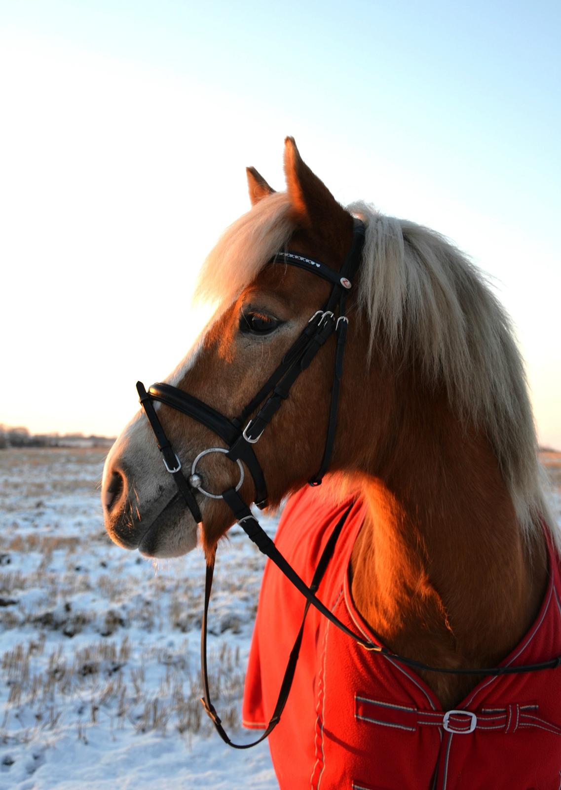 Haflinger Herkules *Stjerne ponyen!* - Hvordan skal jeg kunne leve uden?.. billede 1