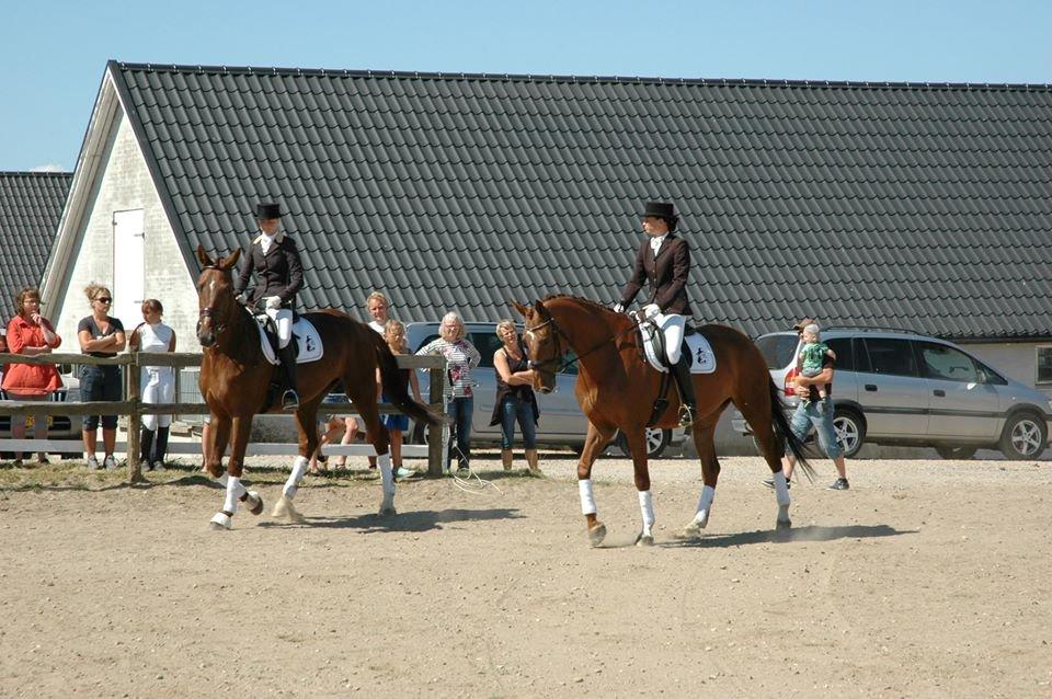 Dansk Varmblod Ça va? - Åbent hus i rideklubben 2013. "Pas de deux" med anden 5 års hoppe :) billede 19