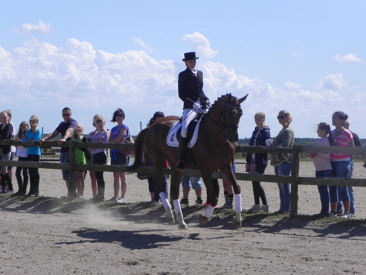 Dansk Varmblod Ça va? - Åbent hus 2013 billede 20