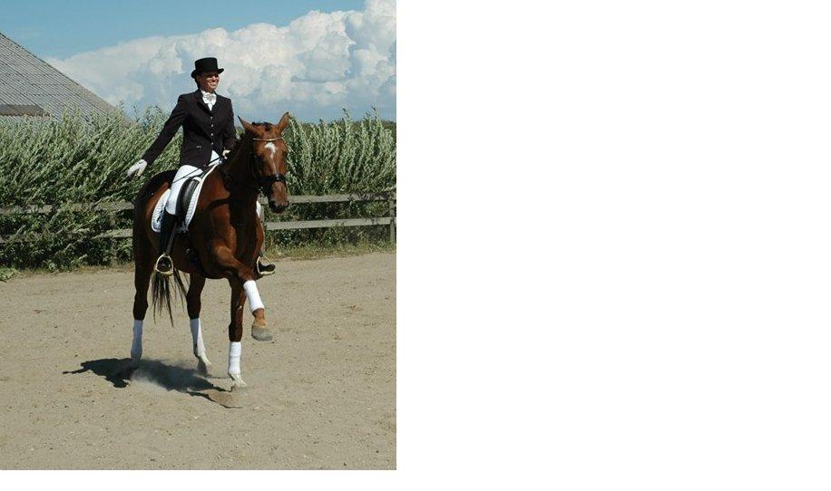 Dansk Varmblod Ça va? - Møgungen Røde som selv hilser af :p billede 22