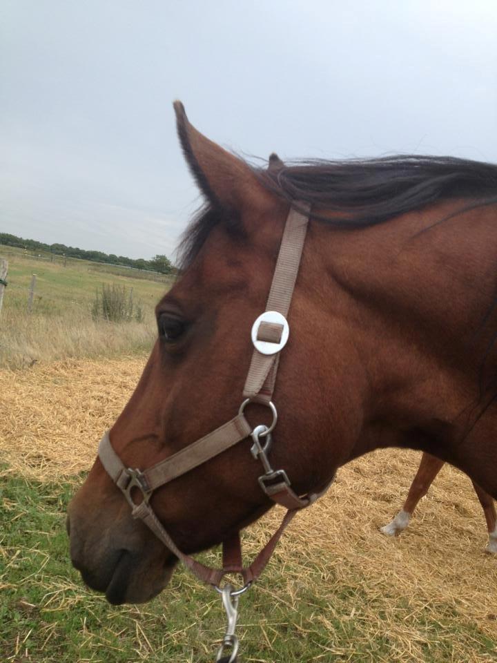 Anden særlig race Laura - Laura <3 billede 1