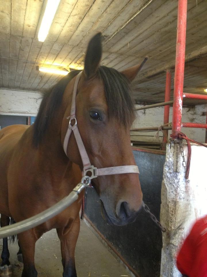 Anden særlig race Laura - Smukke Laura. :] billede 3