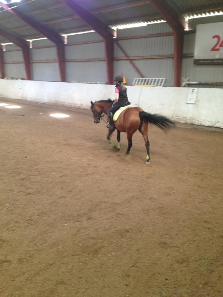 Anden særlig race Laura - Fotograf: Josefine. :) billede 5