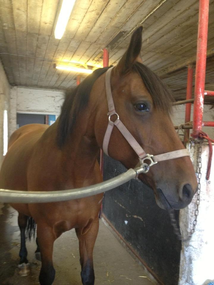 Anden særlig race Laura - Laura i stalden. :] billede 6