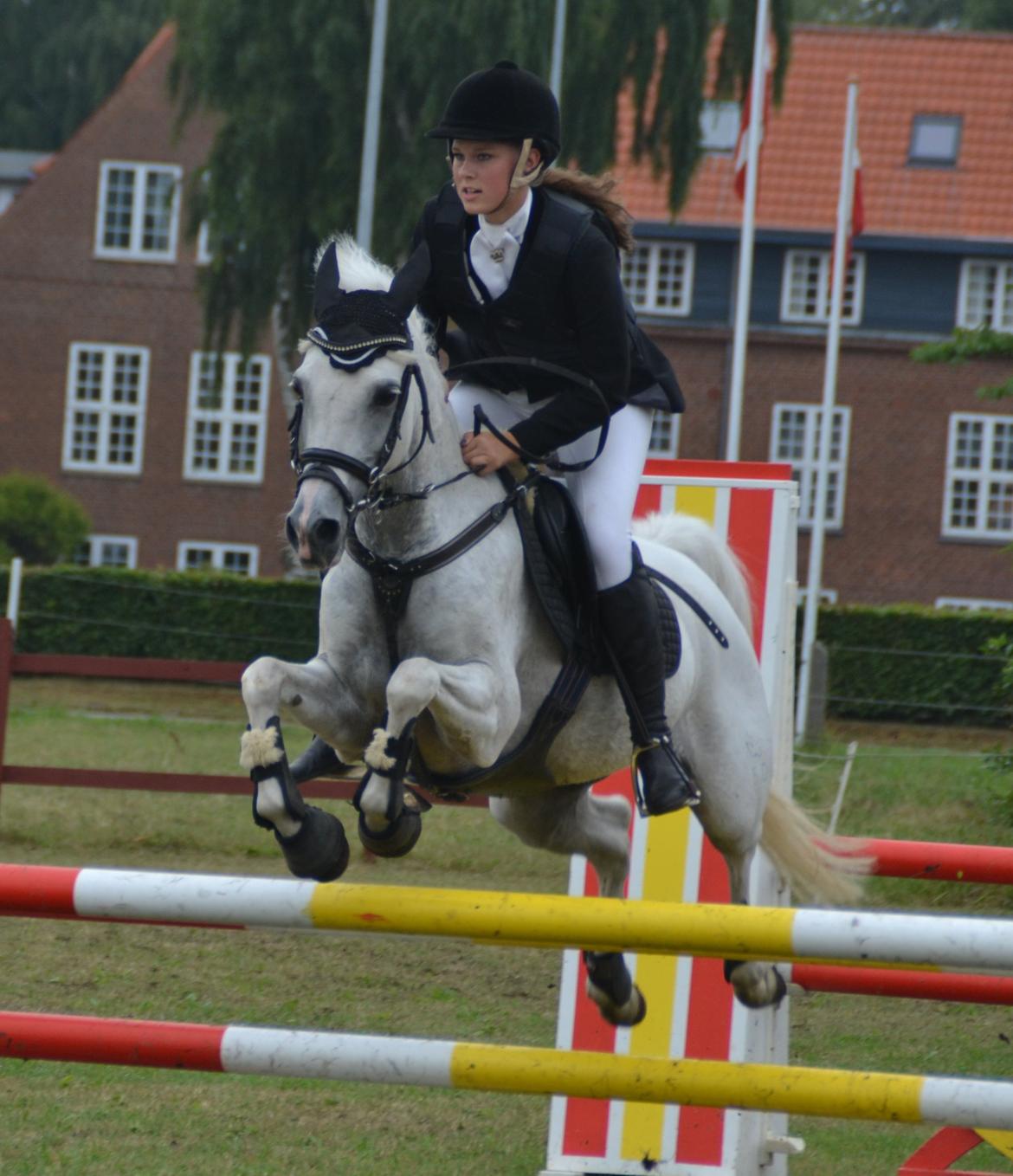 Tysk Sportspony Maidens Blush - Stjernen i MB*, ponyuge 2013! Fotograf: Anna billede 2