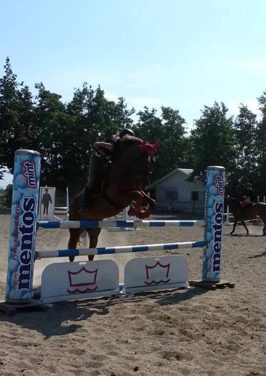 Anden særlig race Ricardo billede 8