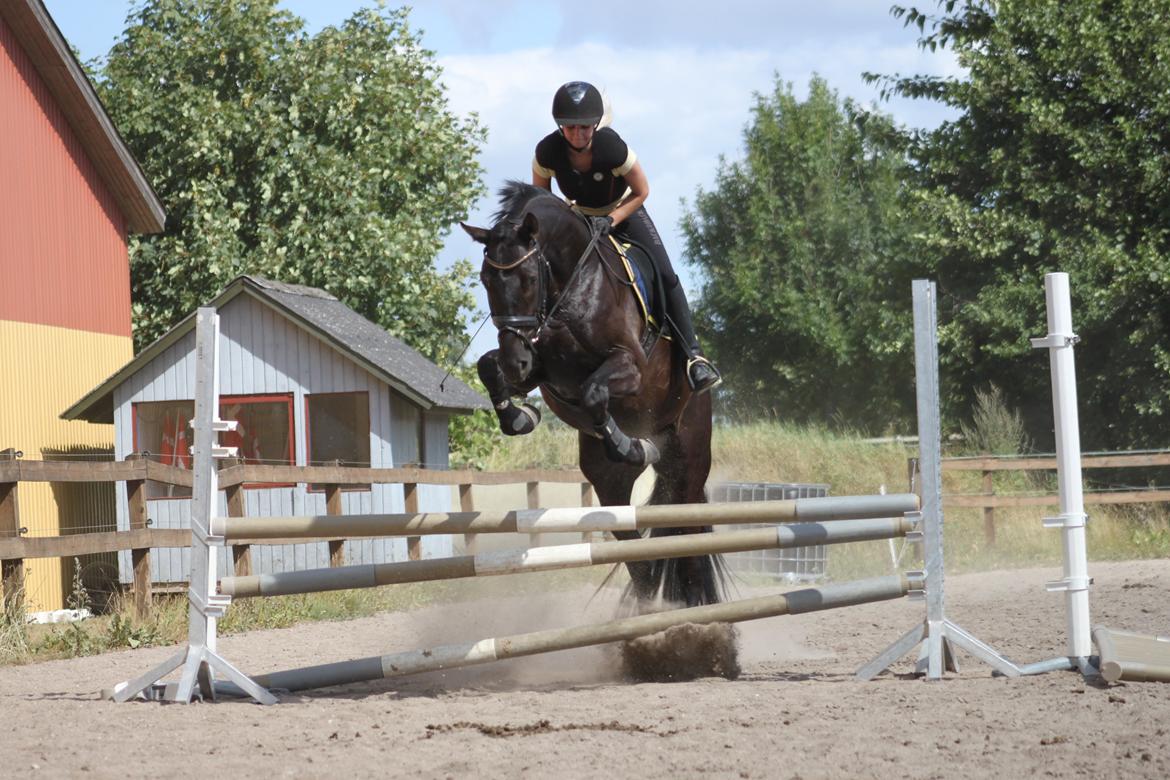 Dansk Varmblod Hefaistos - juli 2013 billede 14