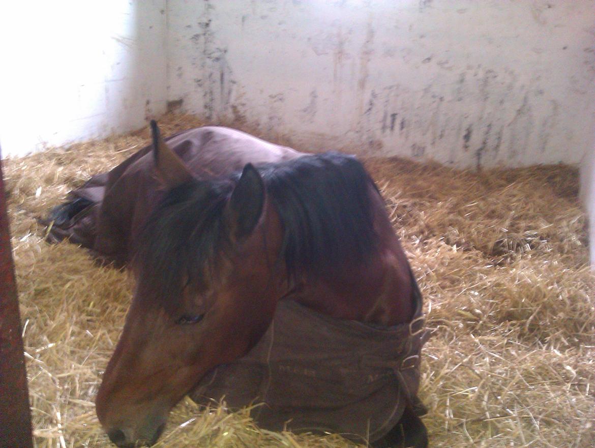Anden særlig race Laura - Laura der ligger ned og hygger. :) billede 9