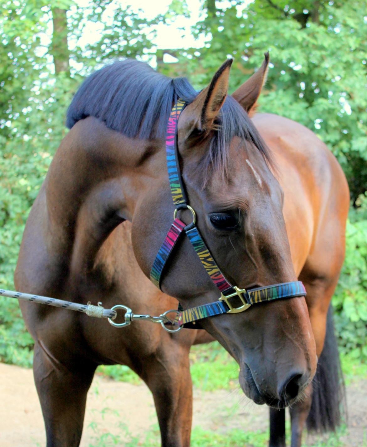 Dansk Varmblod Cille billede 15