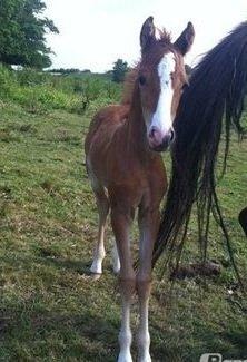 Welsh Partbred (Sec F) Sinti"s Sweet Chili <3 billede 1