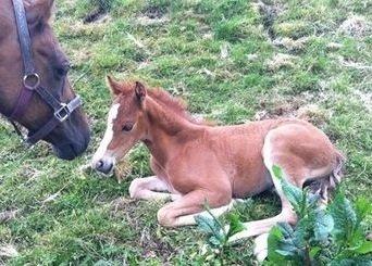 Welsh Partbred (Sec F) Sinti"s Sweet Chili <3 billede 2