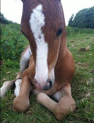 Welsh Partbred (Sec F) Sinti"s Sweet Chili <3 billede 3