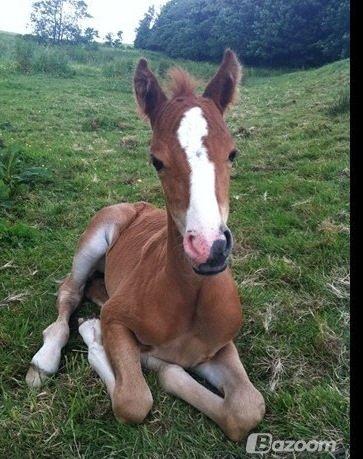 Welsh Partbred (Sec F) Sinti"s Sweet Chili <3 billede 4