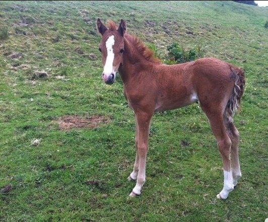 Welsh Partbred (Sec F) Sinti"s Sweet Chili <3 billede 5