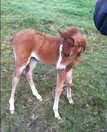 Welsh Partbred (Sec F) Sinti"s Sweet Chili <3 billede 6