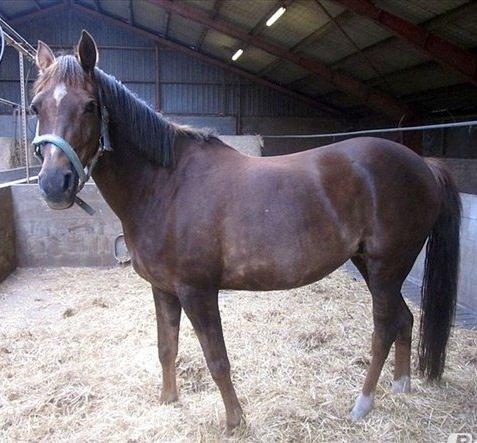 Welsh Partbred (Sec F) Sinti"s Sweet Chili <3 billede 7
