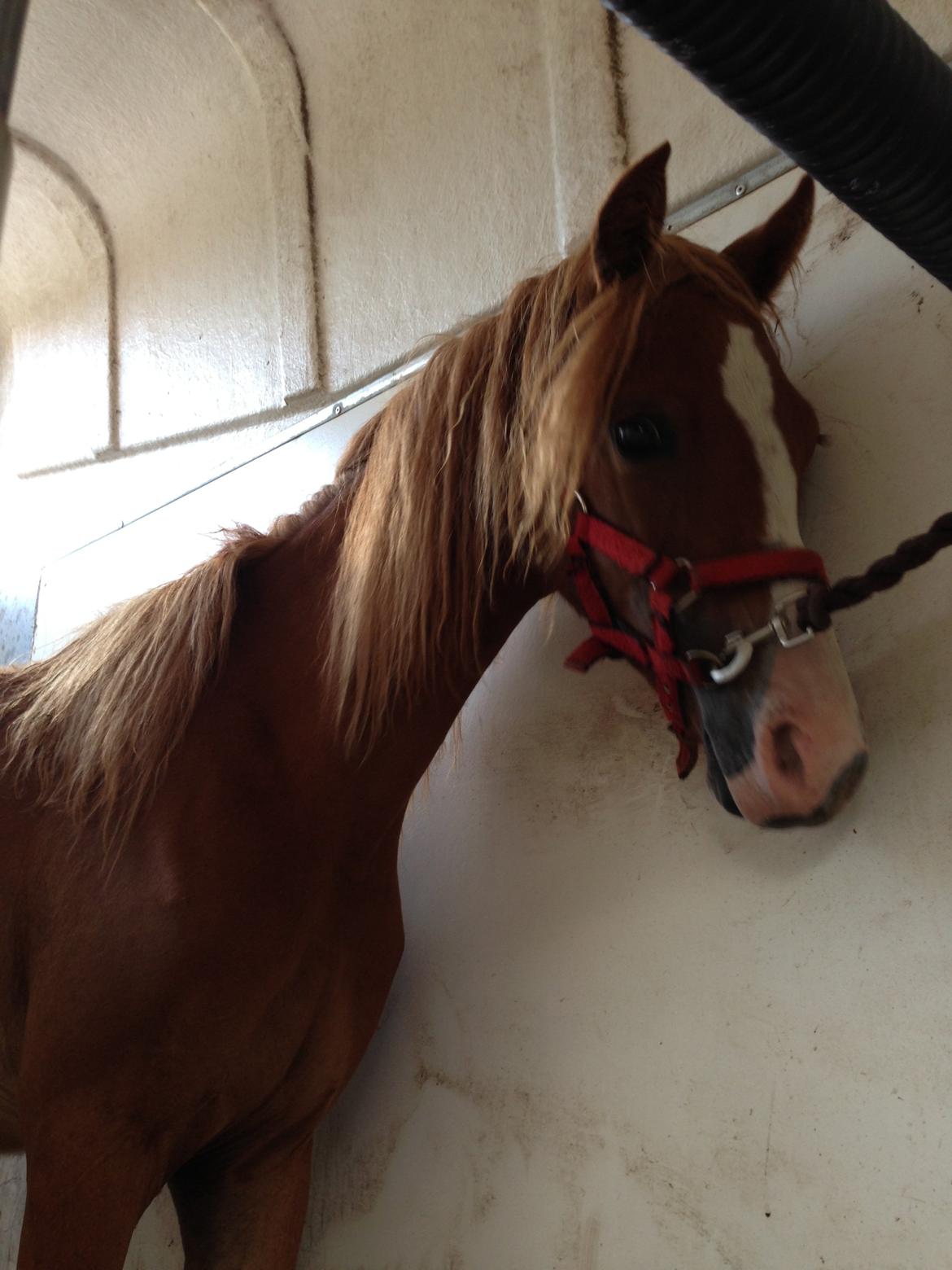 Welsh Partbred (Sec F) Sinti"s Sweet Chili <3 billede 8