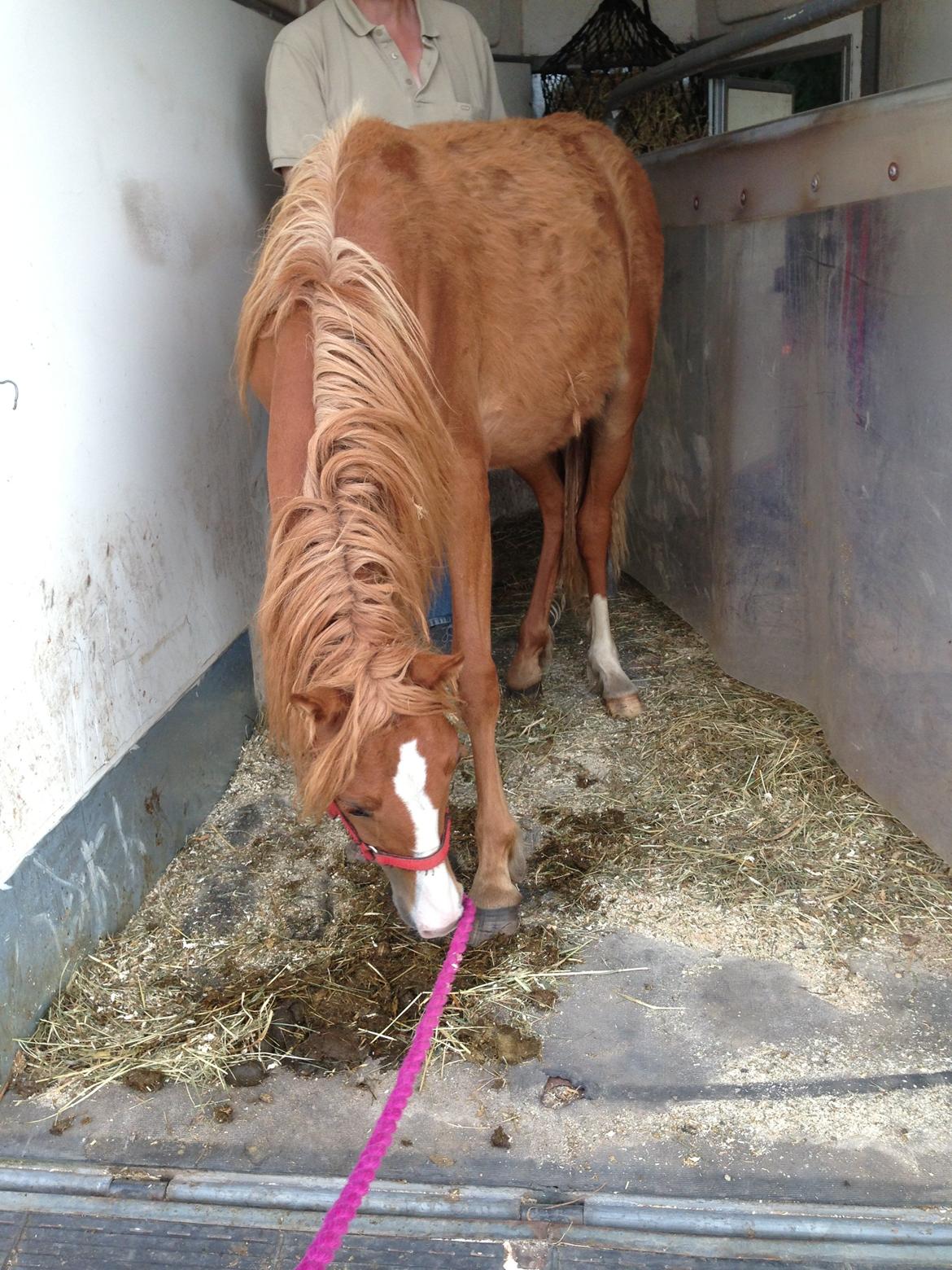 Welsh Partbred (Sec F) Sinti"s Sweet Chili <3 billede 9