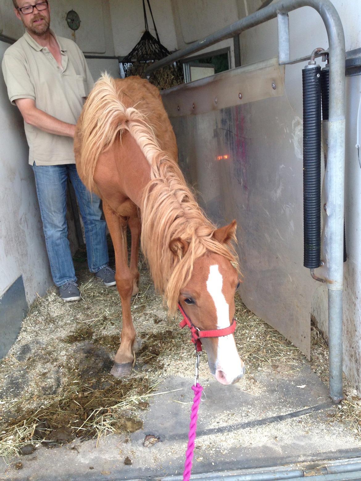 Welsh Partbred (Sec F) Sinti"s Sweet Chili <3 billede 10