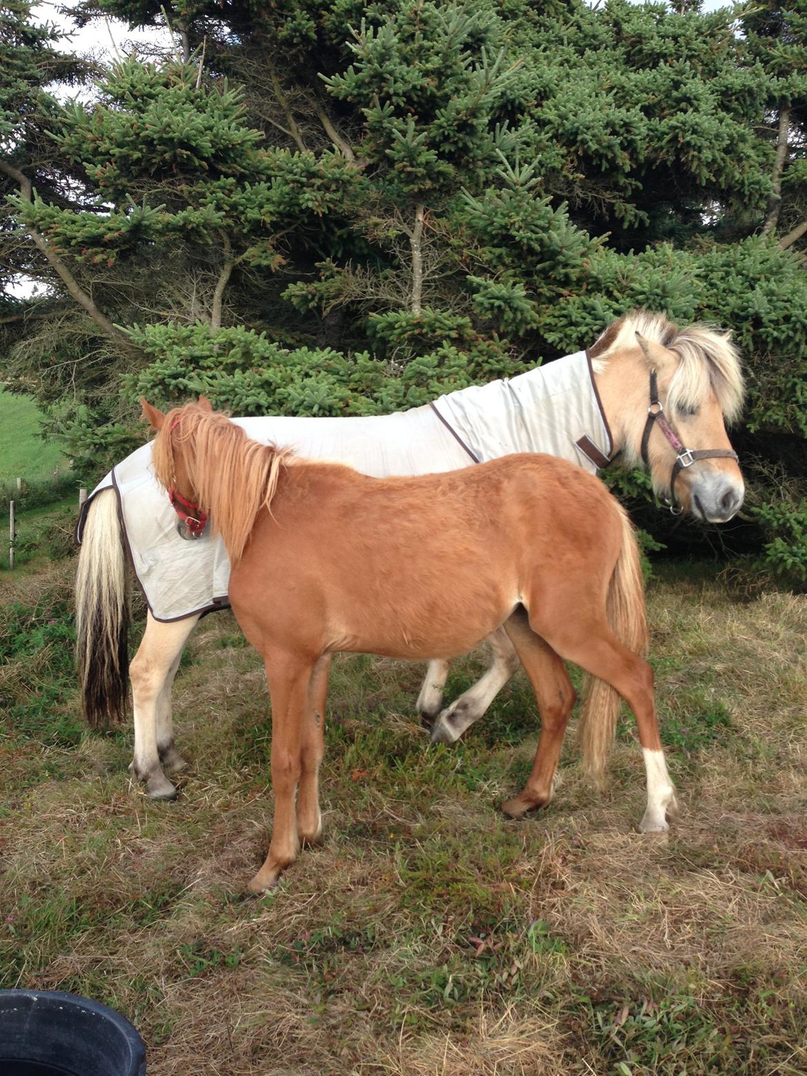 Welsh Partbred (Sec F) Sinti"s Sweet Chili <3 billede 11