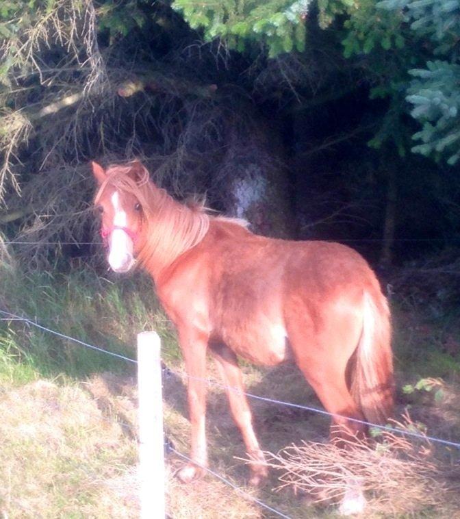 Welsh Partbred (Sec F) Sinti"s Sweet Chili <3 billede 12