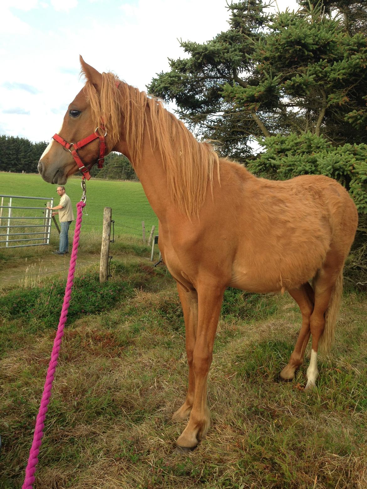 Welsh Partbred (Sec F) Sinti"s Sweet Chili <3 billede 13