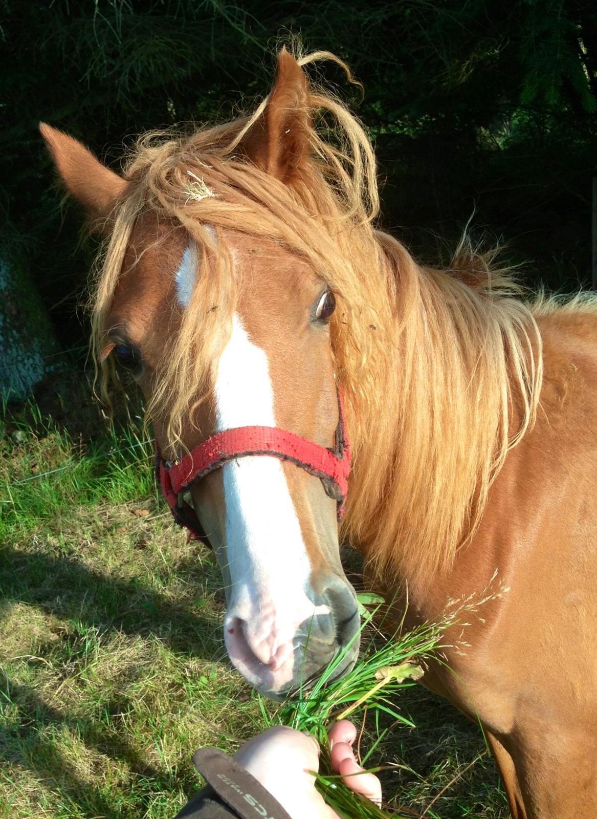 Welsh Partbred (Sec F) Sinti"s Sweet Chili <3 billede 14