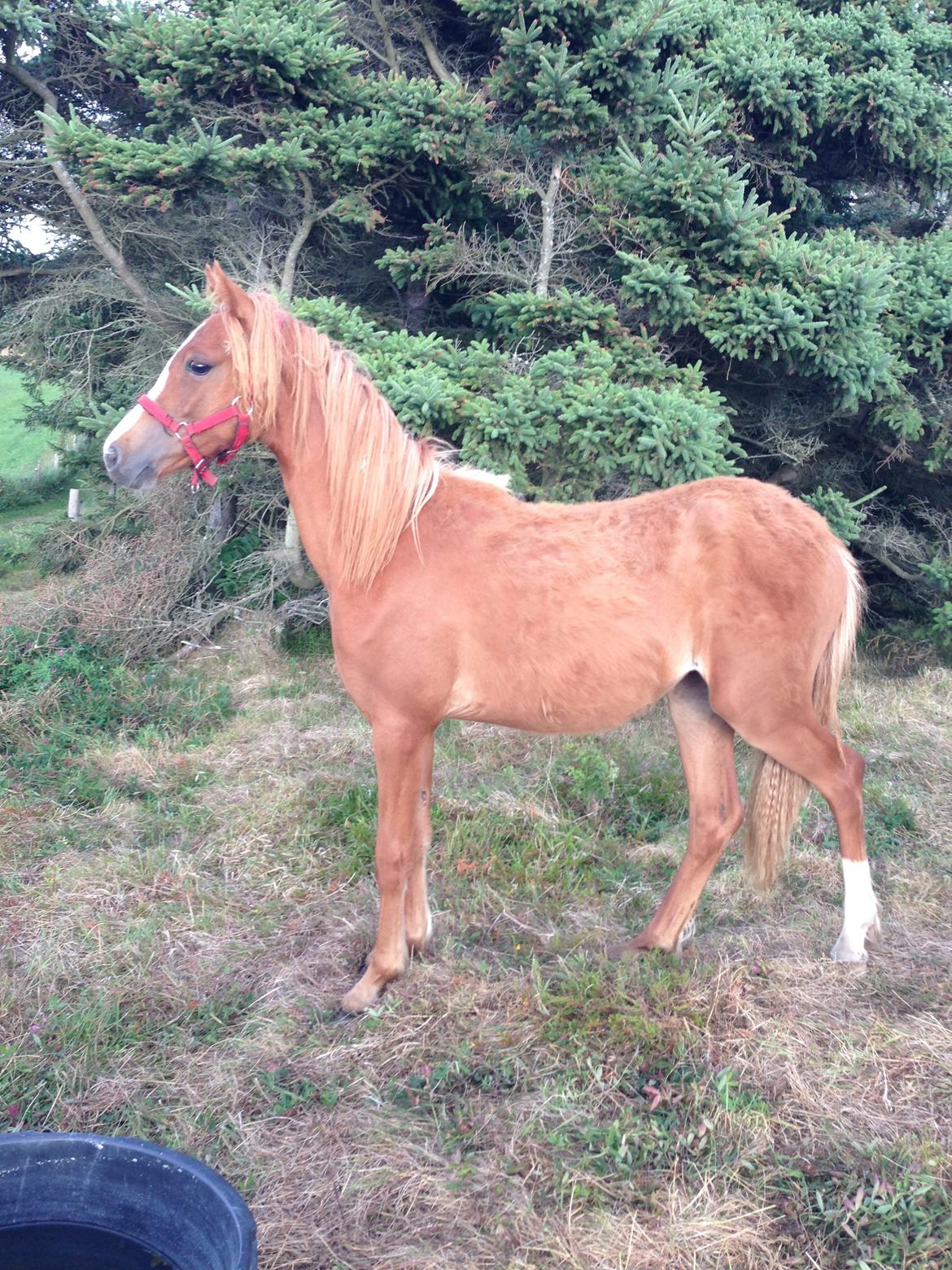 Welsh Partbred (Sec F) Sinti"s Sweet Chili <3 billede 16