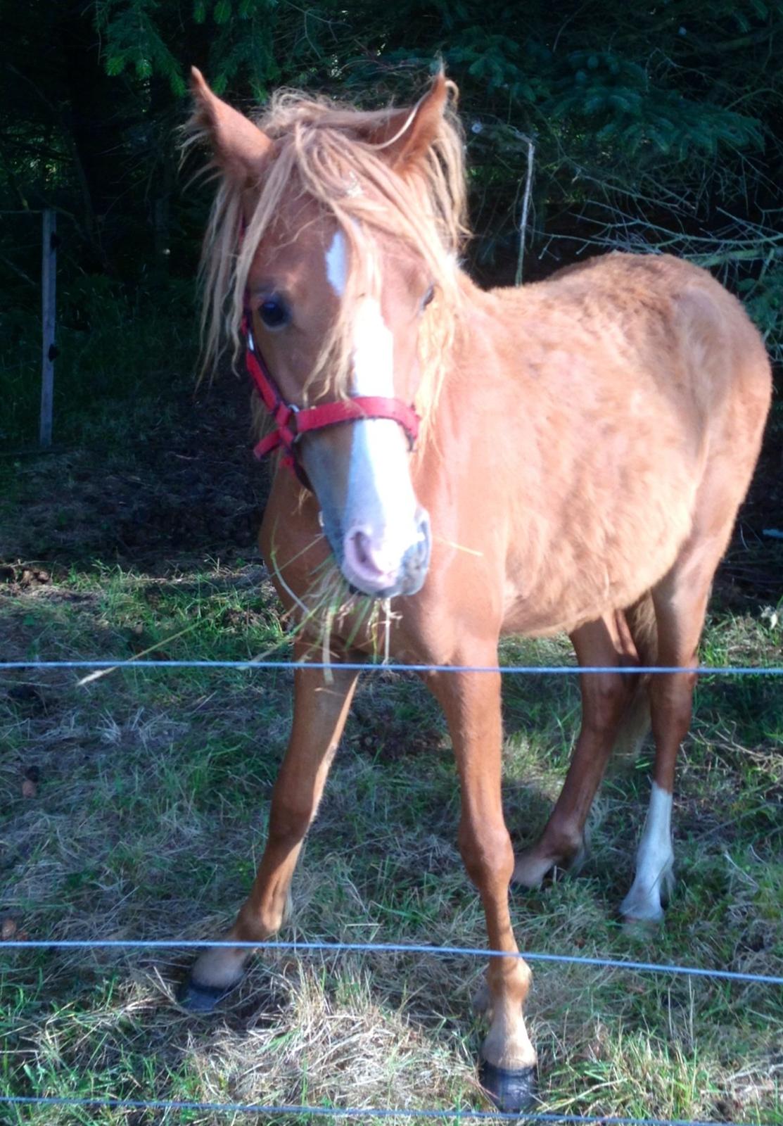 Welsh Partbred (Sec F) Sinti"s Sweet Chili <3 billede 15