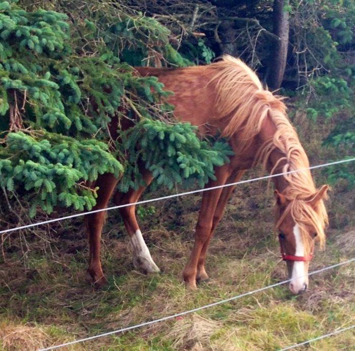 Welsh Partbred (Sec F) Sinti"s Sweet Chili <3 billede 17