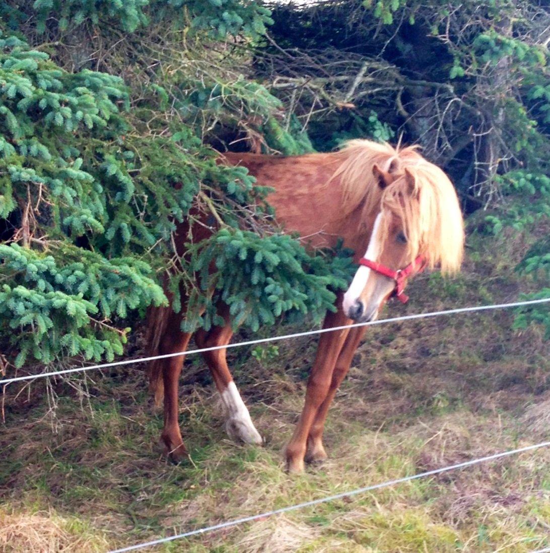 Welsh Partbred (Sec F) Sinti"s Sweet Chili <3 billede 18