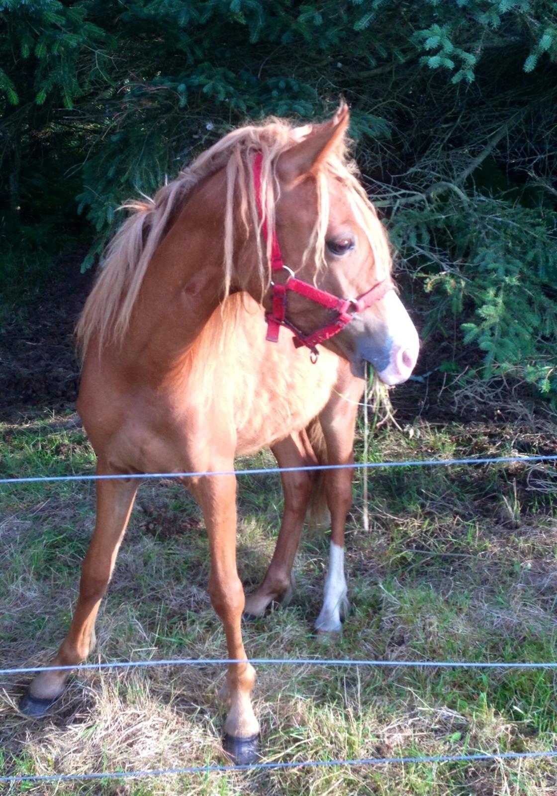 Welsh Partbred (Sec F) Sinti"s Sweet Chili <3 billede 19