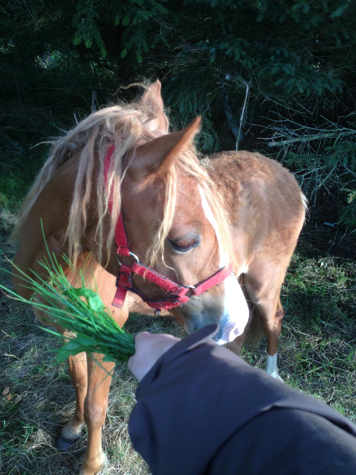 Welsh Partbred (Sec F) Sinti"s Sweet Chili <3 billede 20