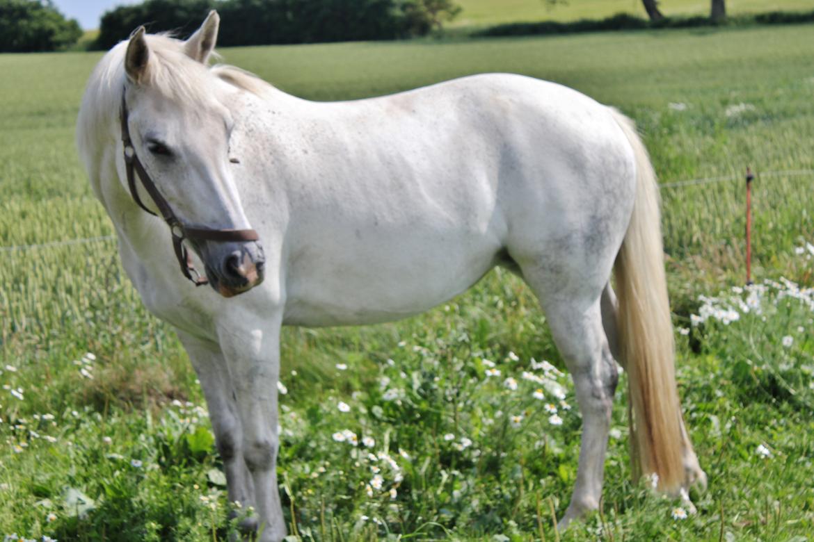 Anden særlig race Svanemark's Mille - You are my sunshine, my only sunshine. billede 1