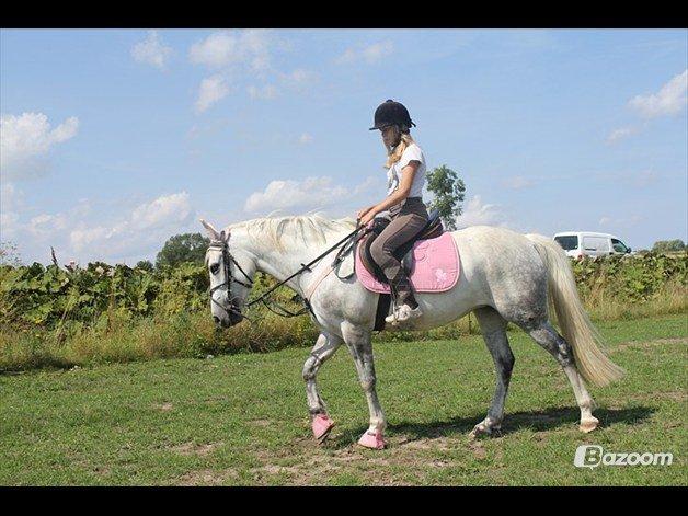 Anden særlig race Svanemark's Mille - You never know dear, how much i love you.. billede 3