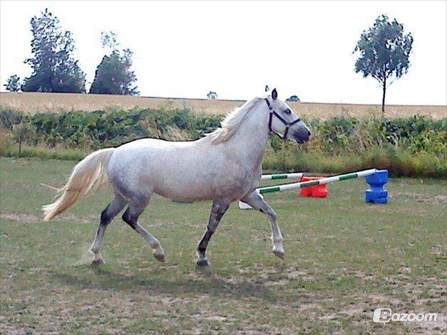 Anden særlig race Svanemark's Mille - Please don't take my sunshine away.. billede 4